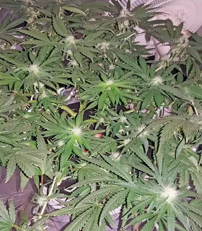 Graines de cannabis Afghan Kush X Black Domina (World of Seeds)