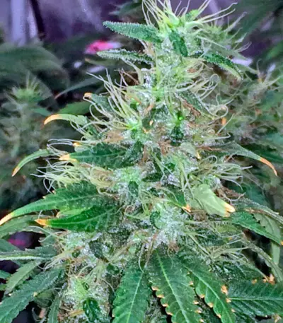 00 Kush Seeds