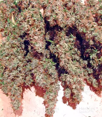 AK-47 Seeds