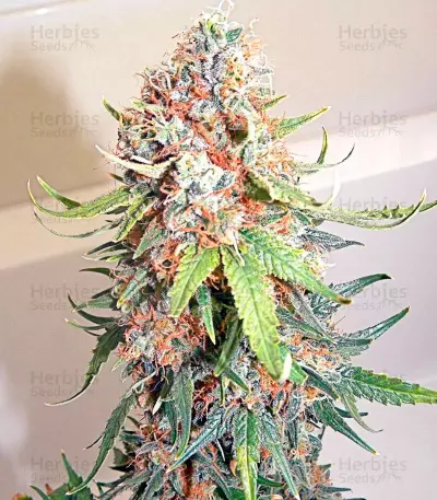 Big Band Max Auto (Kannabia Seeds)