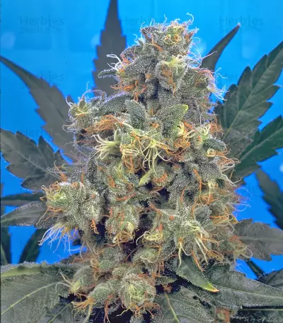 Bubble Gum feminized seeds