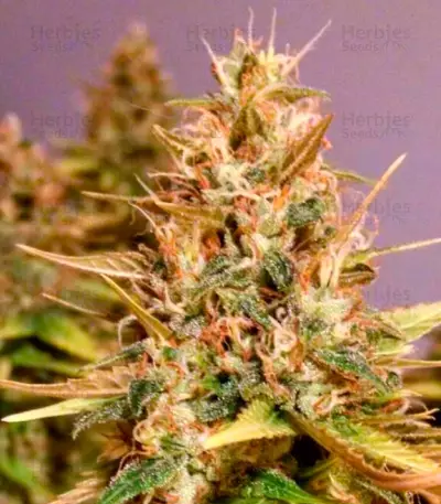 Cotton Candy Kush feminized seeds