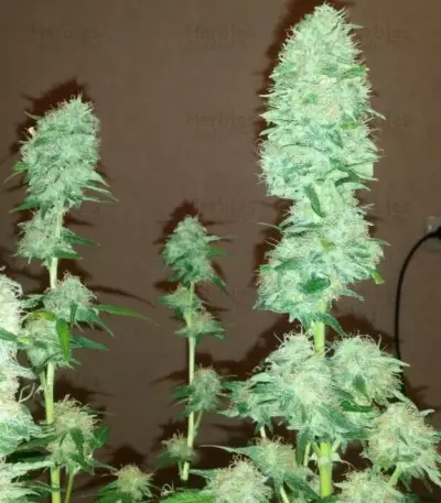 Critical Impact Seeds