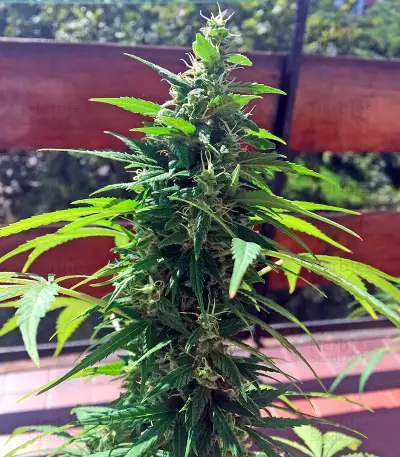 Critical + Autoflowering feminized seeds by