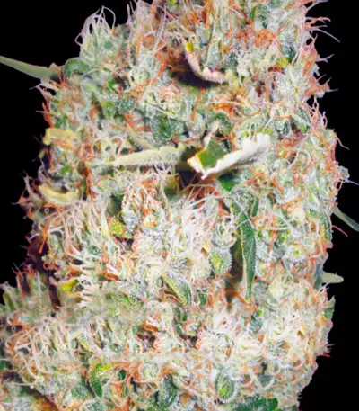 Northern Lights Seeds (Vision Seeds)