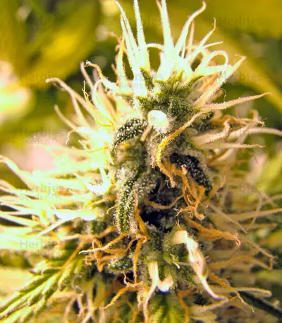 Graines de cannabis Original Berry (Kannabia Seeds)