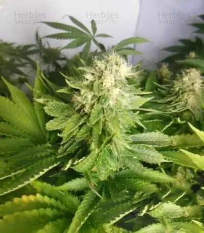 Royal Highness CBD feminized seeds