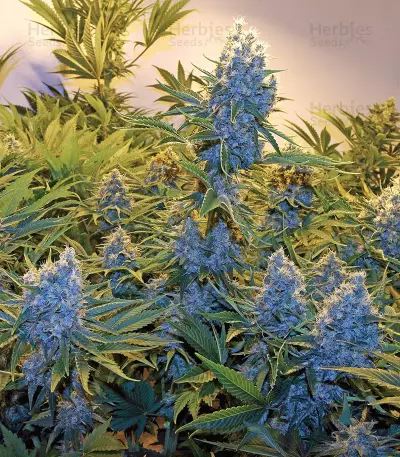 Semi femminizzati di Serious Kush