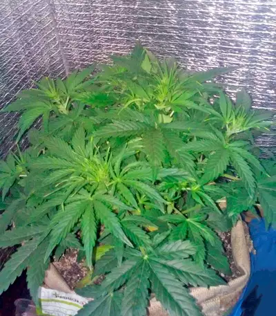 Sweet Coffee Ryder Auto (World of Seeds)