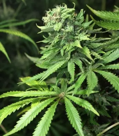 White Rhino Feminized Seeds