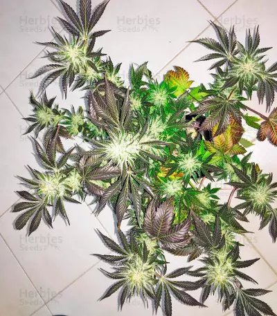 White Rhino feminized seeds (Nirvana Seeds)