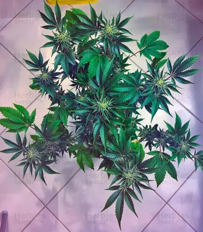 White Rhino feminized seeds (Nirvana Seeds)