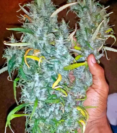 White Widow (Nirvana Seeds)