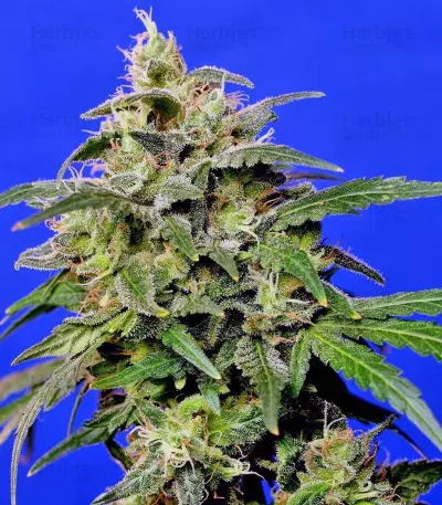 Crystal Candy Seeds