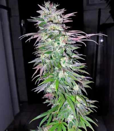Snow Bud Seeds