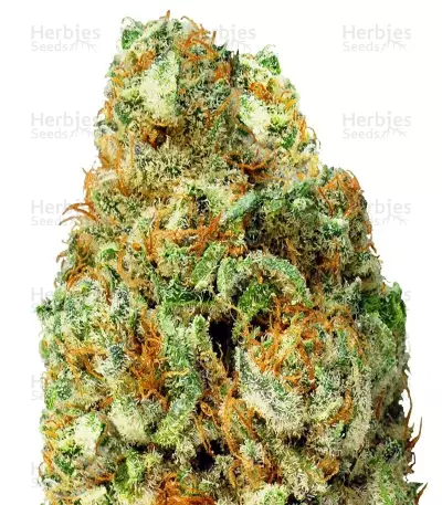 Graines de cannabis Turbo Bud Auto (Heavyweight Seeds)
