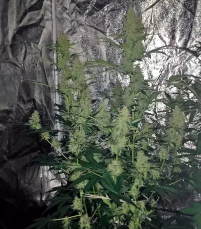 Baby Boom Auto Seeds