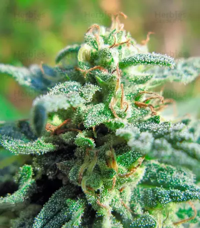 Fruitylicious feminized seeds