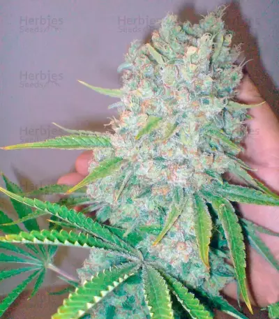 Galaxy feminized seeds