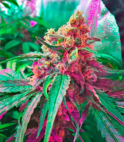 Misty Kush (Nirvana Seeds)