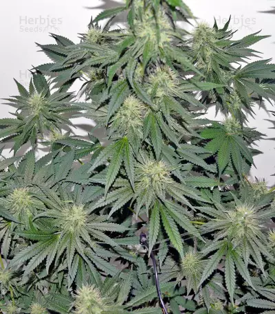 707 Headband Seeds