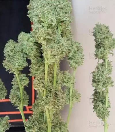 Amnesia Haze Auto (Vision Seeds)