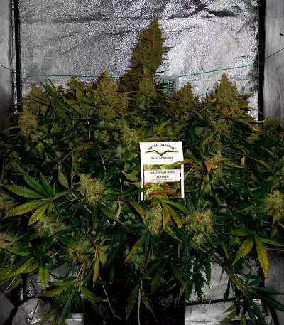 Auto Brooklyn Sunrise feminized seeds