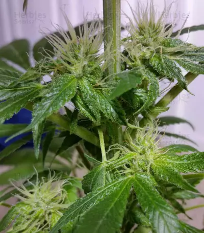 Graines de cannabis Bona Dea CBD+ (Vision Seeds)
