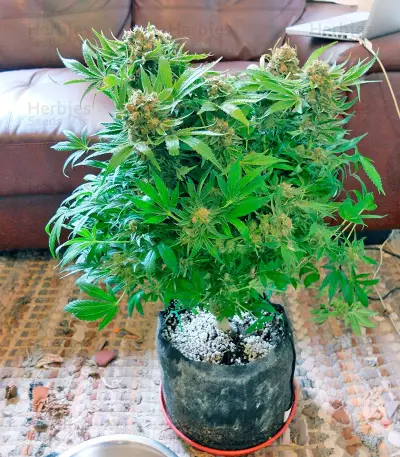 Semi femminizzati CBD Skunk Haze