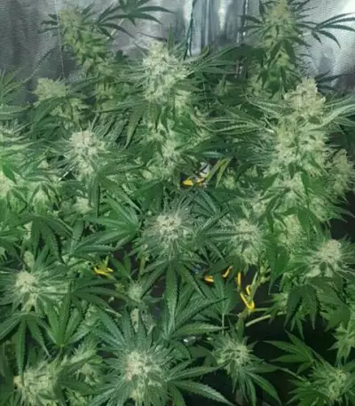 Graines de cannabis Crystal Queen (Vision Seeds)