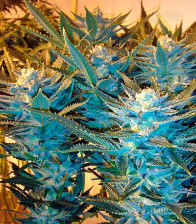 Dinachem feminized seeds