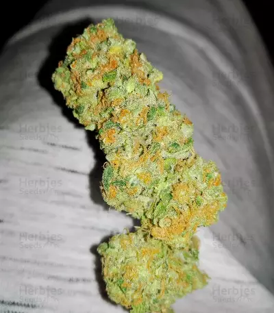 Fresh Candy (Pyramid Seeds)