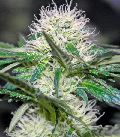Graines de cannabis Hashberry regular (Mandala Seeds)