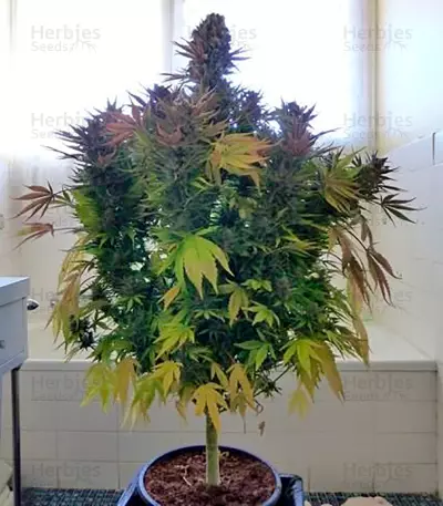 Ice (Nirvana Seeds)