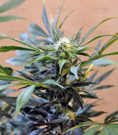 Karibbean Mango (Kannabia Seeds)