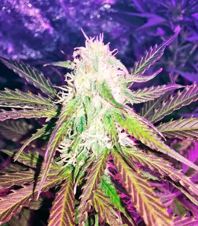 Northern Light Automatic Seeds