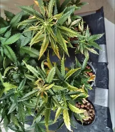 Super Critical (GHS)