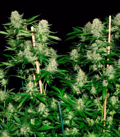Veneno feminized seeds