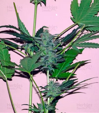White Domina Max Auto feminized seeds