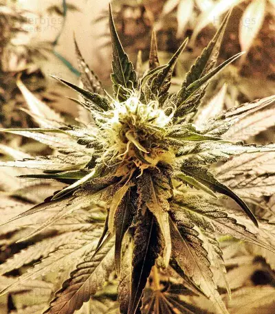 White Widow (Nirvana Seeds)