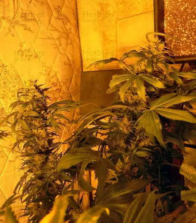 Double White Seeds