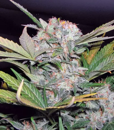 Fast Bud #2 Auto feminized seeds