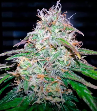 Fast Bud #2 Auto feminized seeds
