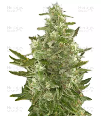 Critical + Autoflowering feminized seeds by