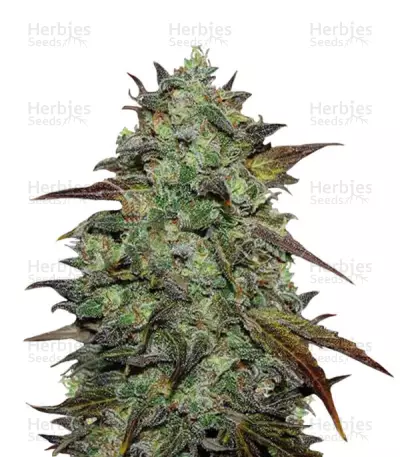 Eleven Roses Feminized Seeds (Delicious Seeds)