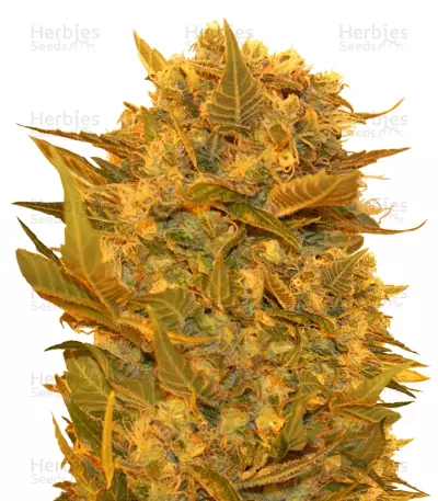 Graines de cannabis Sour P (Resin Seeds)