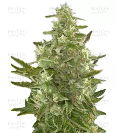 Buy Critical Autoflowering feminized seeds by