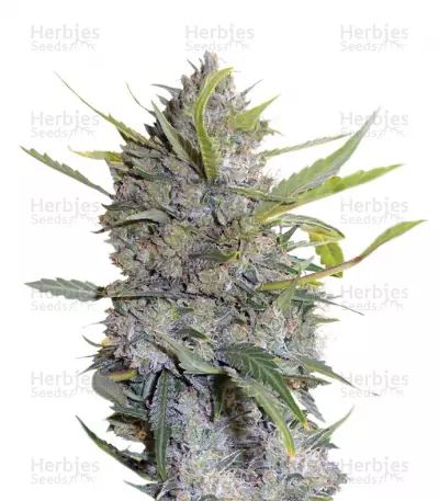 Buy Serious Happiness feminized seeds