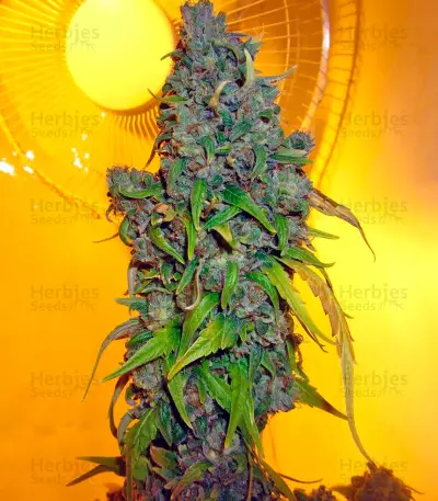 StarRyder Auto feminized seeds