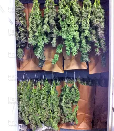 Sour Blueberry Seeds